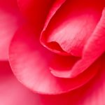 27-02-17-red-rose-buds-macro10296