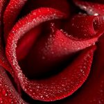 27-02-17-red-rose-desktop14468