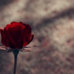 27-02-17-red-rose-flower-photo17165