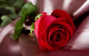 27-02-17-red-rose-flower15077