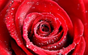 27-02-17-red-rose-water-drops11894