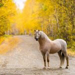 27-02-17-road-horse-autumn10847