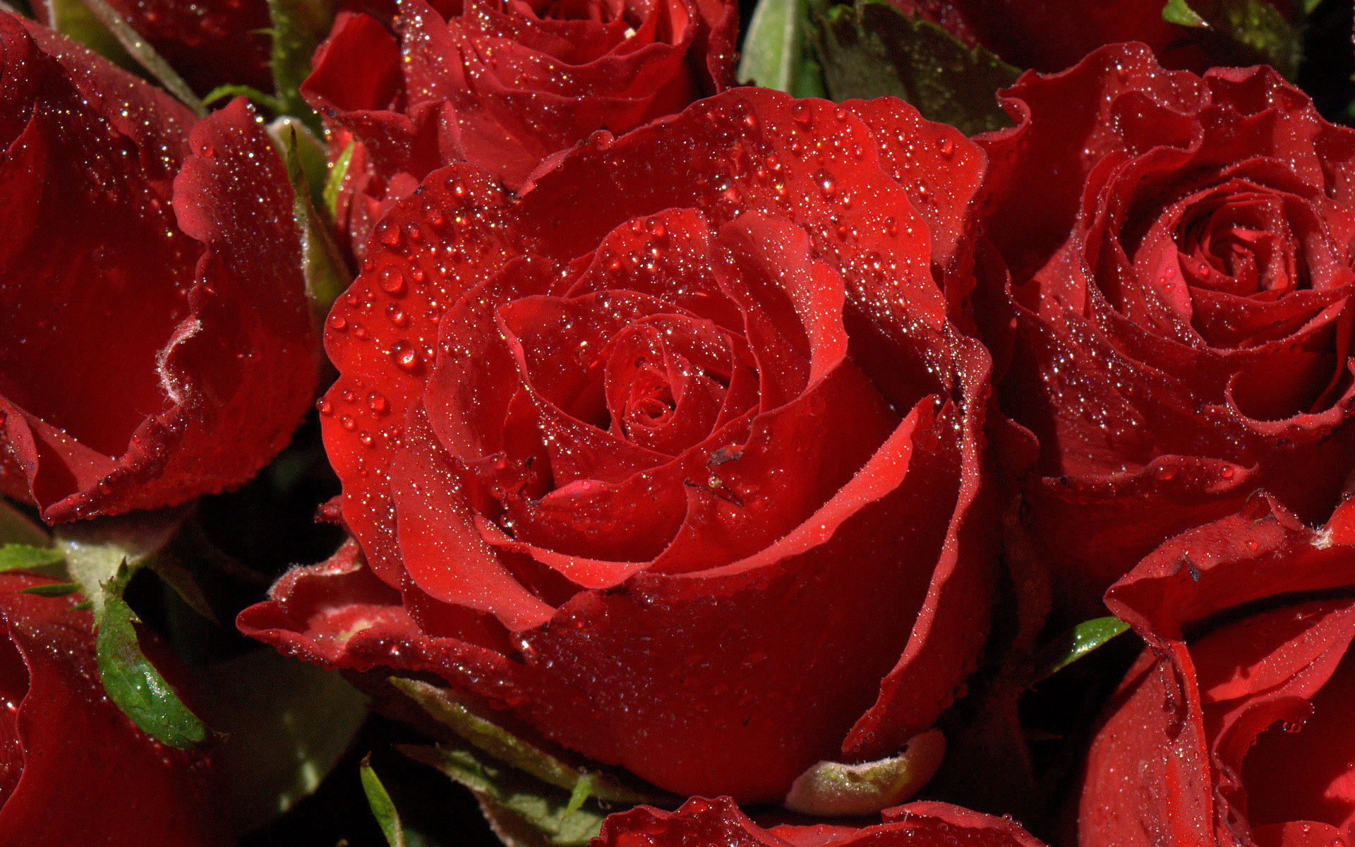 Розы красивое видео. Красивые розы. Красные розы. Шикарные красные розы.