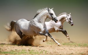 27-02-17-running-horse12265