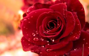27-02-17-water-drops-on-red-rose13083