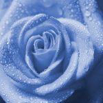 27-02-17-wet-drops-blue-rose18525