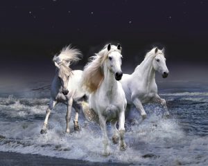 27-02-17-white-horses10093