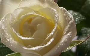 27-02-17-white-rose-pictures13586