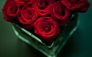 28-02-17-flowers-red-roses15482