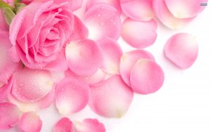 28-02-17-pink-rose-petals12270