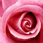 28-02-17-pink-rose-wallpaper12481