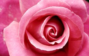 28-02-17-pink-rose-wallpaper12481