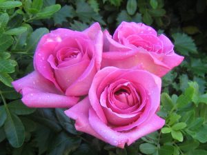 28-02-17-pink-roses9640