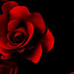 28-02-17-red-rose-wallpapers13540