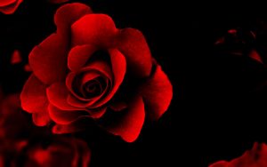 28-02-17-red-rose-wallpapers13540