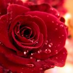 28-02-17-wet-red-rose14274