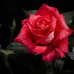 28-02-17-wet-red-rose18227