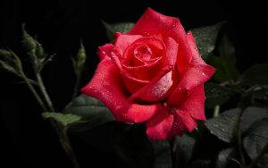 28-02-17-wet-red-rose18227