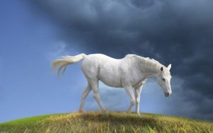 28-02-17-white-horse12324