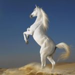 28-02-17-white-horses11350