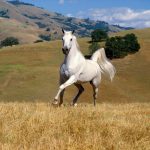 28-02-17-white-horses12545
