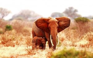 23-02-17-elephant-baby-elephant15714