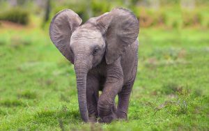 23-02-17-elephant-baby17844