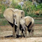 23-02-17-elephant-mother-baby10680