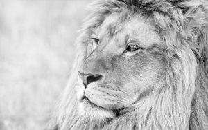 23-02-17-lion-close-up14-754