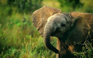 23-02-17-lovely-elephant-baby15287