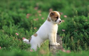 24-02-17-beautiful-dogs-wallpapers11