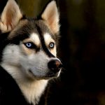 24-02-17-beautiful-dogs-wallpapers13