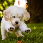 24-02-17-beautiful-dogs-wallpapers15