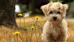 24-02-17-beautiful-dogs-wallpapers25