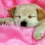 24-02-17-beautiful-dogs-wallpapers26