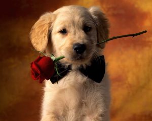 24-02-17-beautiful-dogs-wallpapers7