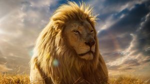 24-02-17-lion-wallpapers-623