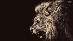 24-02-17-lion-wallpapers-625