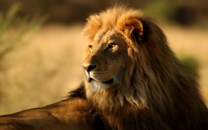 24-02-17-lion-wallpapers-630