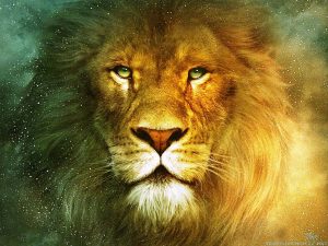 24-02-17-lion-wallpapers-633