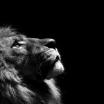 24-02-17-lion-wallpapers-634