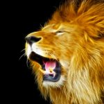 24-02-17-lion-wallpapers-637