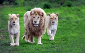 24-02-17-lion-wallpapers-638