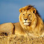 24-02-17-lion-wallpapers-641