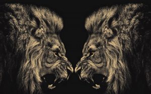 24-02-17-lion-wallpapers-642
