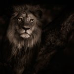 24-02-17-lion-wallpapers-644
