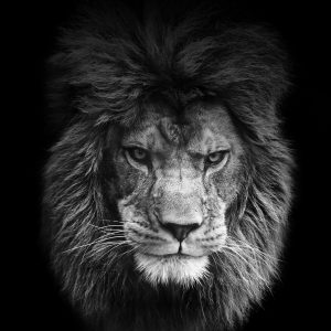 24-02-17-lion-wallpapers-656