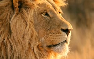 24-02-17-lion-wallpapers-748