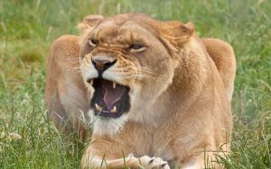 26-02-17-angry-lioness18-031
