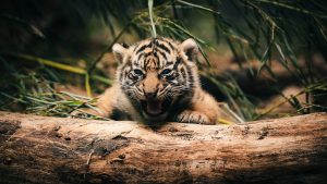 26-02-17-baby-tiger-wallpapers2441